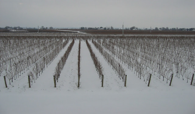 icewine 1