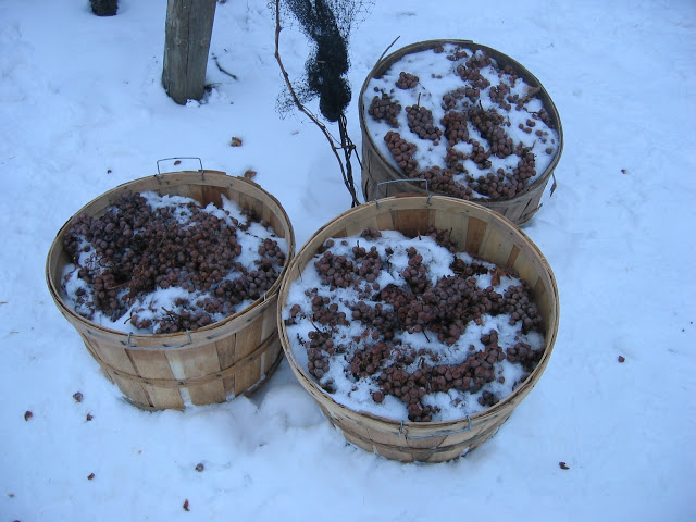 icewine.grapes 1