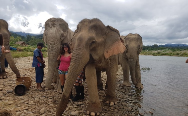 Por que andar de elefante não é uma boa ideia?