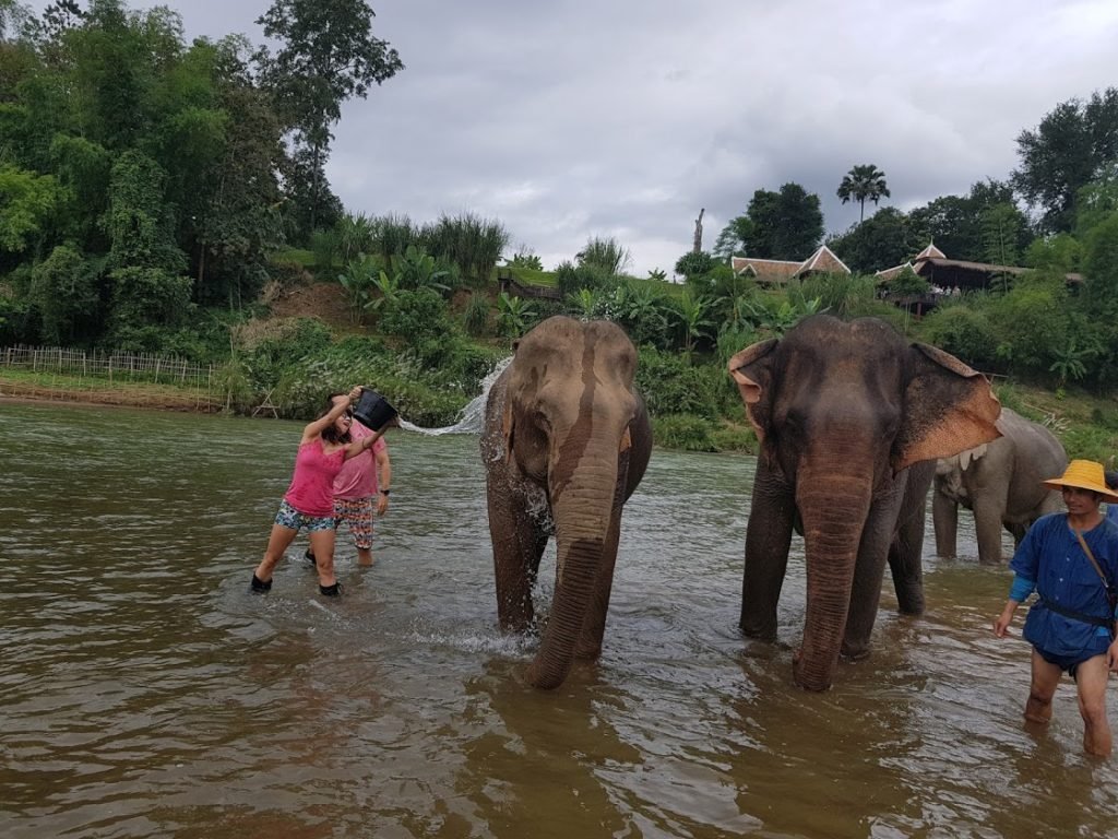 elefantes banho