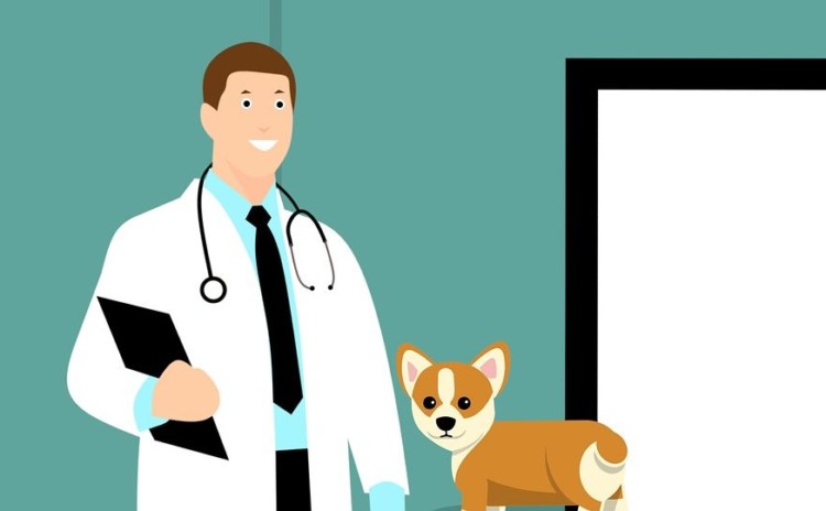 Hospital Veterinário da USP e da FMU – entenda como funciona