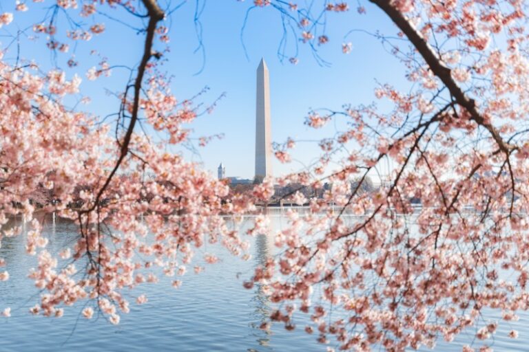 Cherry Blossom Washington DC